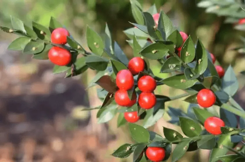 Butcher's Broom Root ingredient used in SciaticRelax